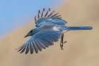 Mexican jay preparing to alight in the desert of southern Arizona Art Print